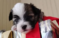 Havashu pup - Lill Mikey, a male Havanese and Shih Tzu for sale in Houston, TX – 5 of 9