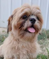 Full AKC Rights - Papa Bear , a male Shih Tzu for sale in Beaumont, TX – 7 of 7