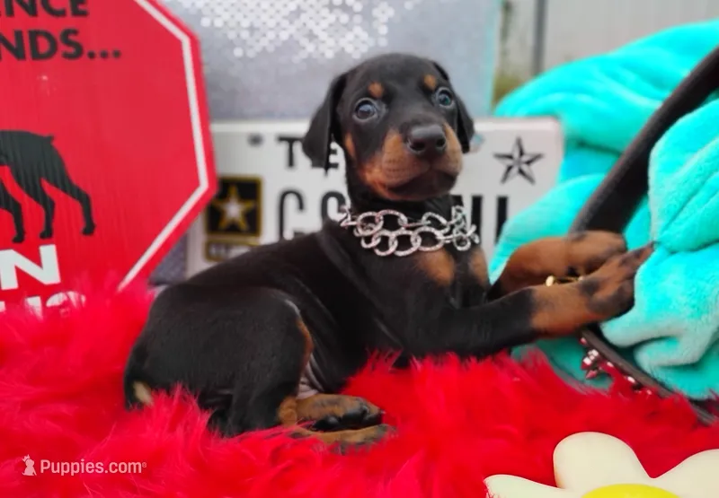 AKC Champion Bloodline - Alexander – Doberman Pinscher puppy for sale in Beaumont, TX