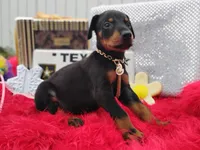 Noah , a male Doberman Pinscher for sale in Beaumont, TX – 2 of 9