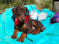 Ruby Red, a female Doberman Pinscher for sale in Beaumont, TX – 4 of 10