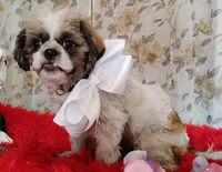 Full AKC  Puppy Oreo, a male Shih Tzu for sale in Houston, TX – 8 of 10