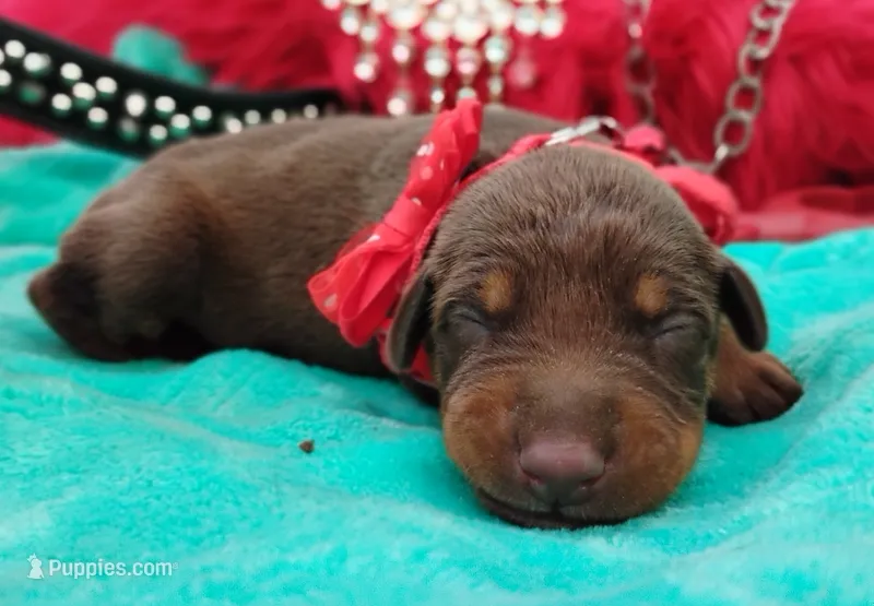 Tinker Bell – Doberman Pinscher puppy for sale in Beaumont, TX