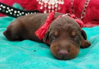 Tinker Bell , a female Doberman Pinscher for sale in Beaumont, TX – 5 of 9