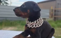Puppy Hurricane , a male Doberman Pinscher for sale in Beaumont, TX – 3 of 8