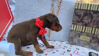 AKC Champion Bloodline -  Ruby Red, a female Doberman Pinscher for sale in Beaumont, TX – 9 of 9