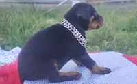 AKC Champion Bloodline - Miracle, a male Doberman Pinscher for sale in Beaumont, TX – 1 of 10