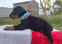 AKC- Champion bloodline - Acer, a male Doberman Pinscher for sale in Beaumont, TX – 2 of 10