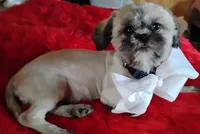 Akc full rights -Silver Belle, a female Shih Tzu for sale in Houston, TX – 5 of 10
