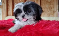 Akc full rights Pumpkin, a female Shih Tzu for sale in Houston, TX – 1 of 9
