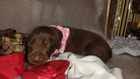 AKC Champion Bloodline - Puppy Ruby Red, a female Doberman Pinscher for sale in Beaumont, TX – 4 of 4