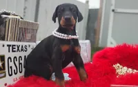 Pearl , a female Doberman Pinscher for sale in Beaumont, TX – 8 of 10