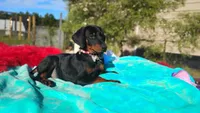 Ladylove, a female Doberman Pinscher for sale in Beaumont, TX – 10 of 10