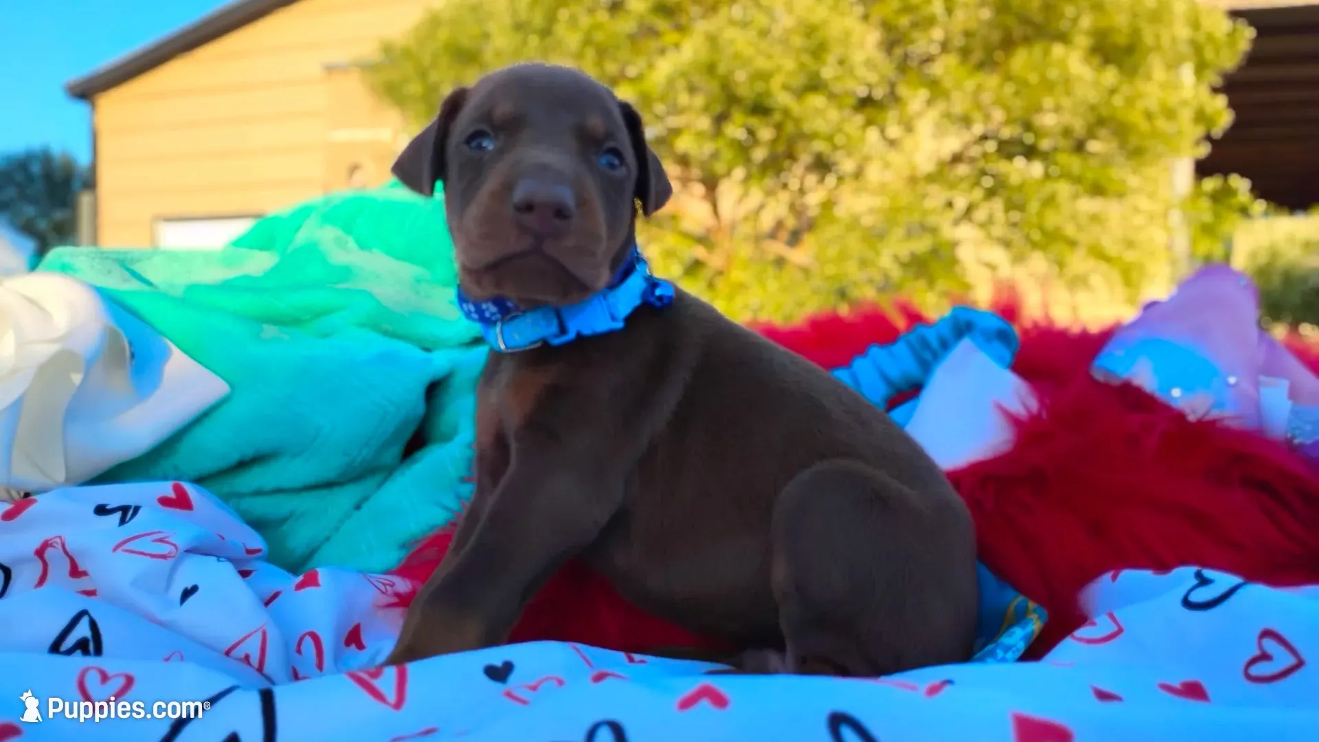 Drago , a male Doberman Pinscher for sale in Beaumont, TX – 3 of 10