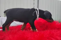 Pearl , a female Doberman Pinscher for sale in Beaumont, TX – 7 of 10