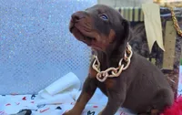 AKC Champion Bloodline - Ginger , a female Doberman Pinscher for sale in Beaumont, TX – 7 of 10