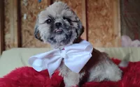 Akc full rights -Silver Belle, a female Shih Tzu for sale in Houston, TX – 9 of 10