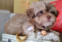 Last one !!!! Havashu - Murdock, a male Havanese and Shih Tzu for sale in Houston, TX – 6 of 8