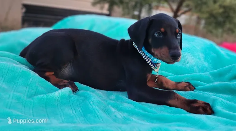 Acer – Doberman Pinscher puppy for sale in Beaumont, TX
