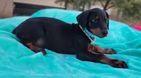 Acer, a male Doberman Pinscher for sale in Beaumont, TX – 1 of 7