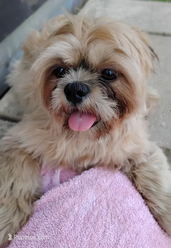 Mikey – Shih Tzu puppy for sale in Houston, TX