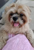 Mikey, a male Shih Tzu for sale in Houston, TX – 1 of 7