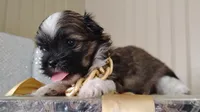 Havashu pup- Little twinkle, a male Havanese and Shih Tzu for sale in Houston, TX – 6 of 10