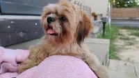 Mikey, a male Shih Tzu for sale in Houston, TX – 4 of 7