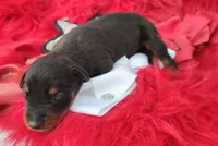 AKC Champion Bloodline - Puppy Noha , a male Doberman Pinscher for sale in Beaumont, TX – 3 of 5
