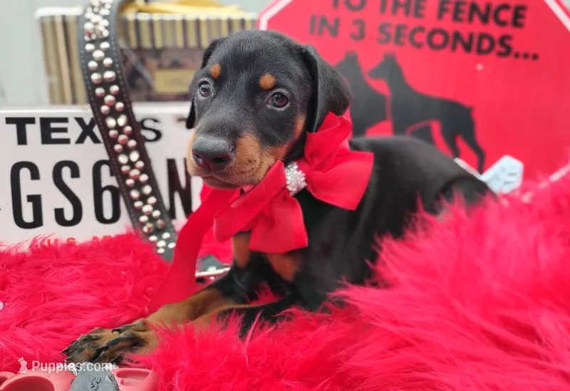 AKC Champion Bloodline -Ladylove – Doberman Pinscher puppy for sale in Beaumont, TX