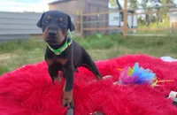 Ironman , a male Doberman Pinscher for sale in Beaumont, TX – 5 of 8
