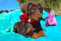 Ruby Red, a female Doberman Pinscher for sale in Beaumont, TX – 1 of 10