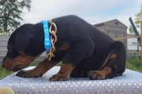 AKC- Champion bloodline - Acer, a male Doberman Pinscher for sale in Beaumont, TX – 9 of 10