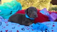 Drago , a male Doberman Pinscher for sale in Beaumont, TX – 6 of 10