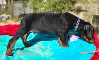 Murdock , a male Doberman Pinscher for sale in Beaumont, TX – 2 of 8