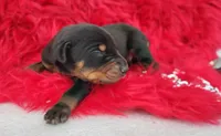 AKC Champion Bloodline - Puppy Oliver , a male Doberman Pinscher for sale in Beaumont, TX – 3 of 8