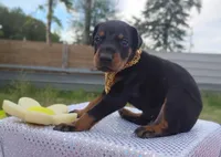 Blackjack , a male Doberman Pinscher for sale in Beaumont, TX – 4 of 5