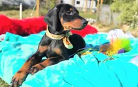 Liliana , a female Doberman Pinscher for sale in Beaumont, TX – 2 of 10