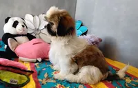AKC Jax, a male Shih Tzu for sale in Houston, TX – 3 of 6