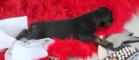 AKC Champion Bloodline - Puppy Storm, a male Doberman Pinscher for sale in Beaumont, TX – 1 of 5