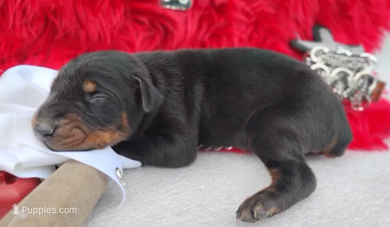 AKC Champion Bloodline -Puppy Miracle  – Doberman Pinscher puppy for sale in Beaumont, TX