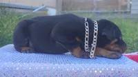 AKC Champion Bloodline - Miracle, a male Doberman Pinscher for sale in Beaumont, TX – 6 of 10