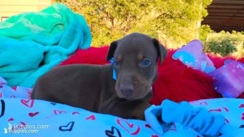Drago , a male Doberman Pinscher for sale in Beaumont, TX – 1 of 10