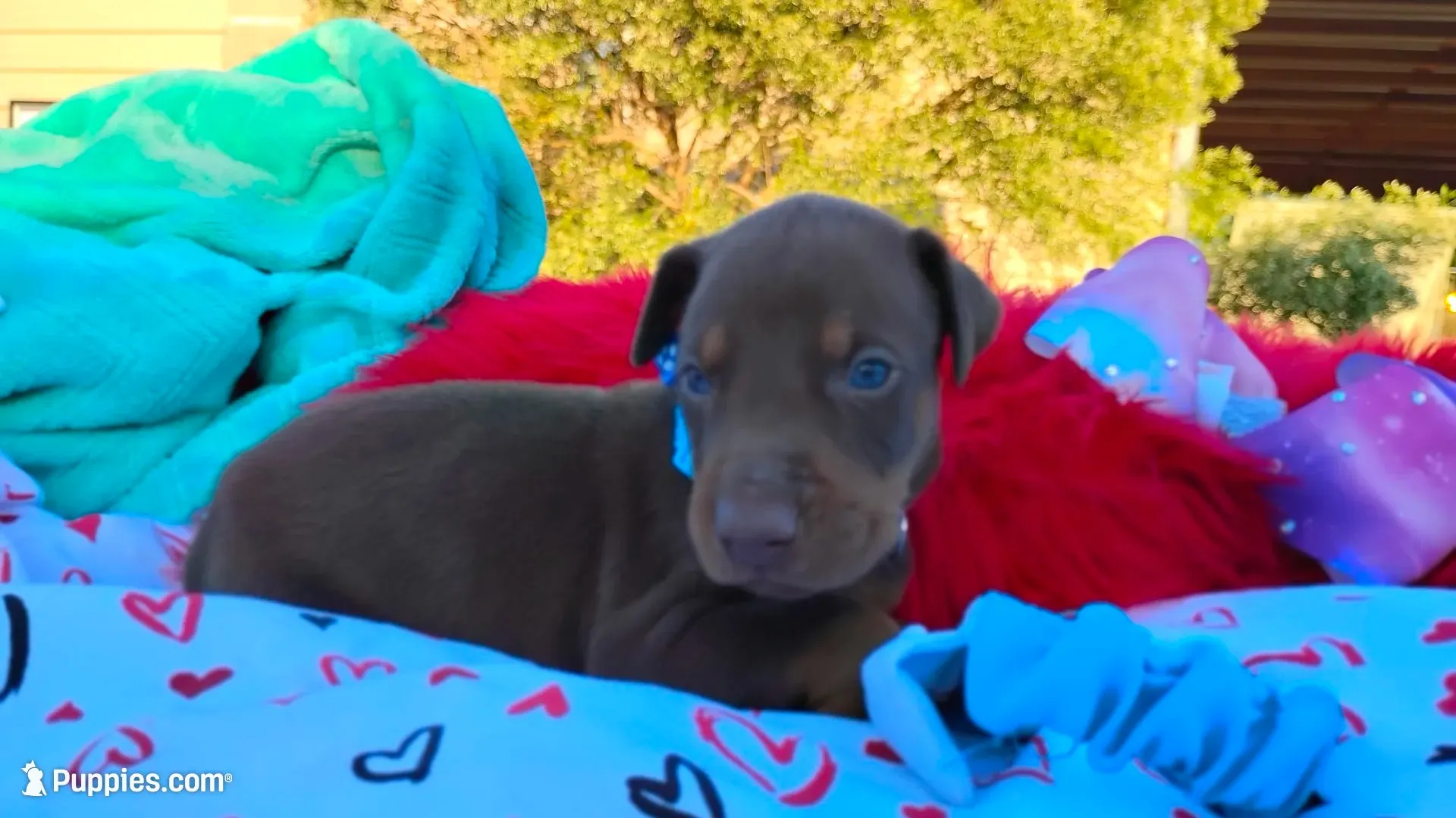 Drago , a male Doberman Pinscher for sale in Beaumont, TX – 1 of 10