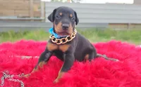 AKC- Champion bloodline - Acer, a male Doberman Pinscher for sale in Beaumont, TX – 10 of 10