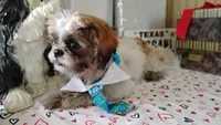 Puppy Oreo, a male Shih Tzu for sale in Houston, TX – 7 of 10