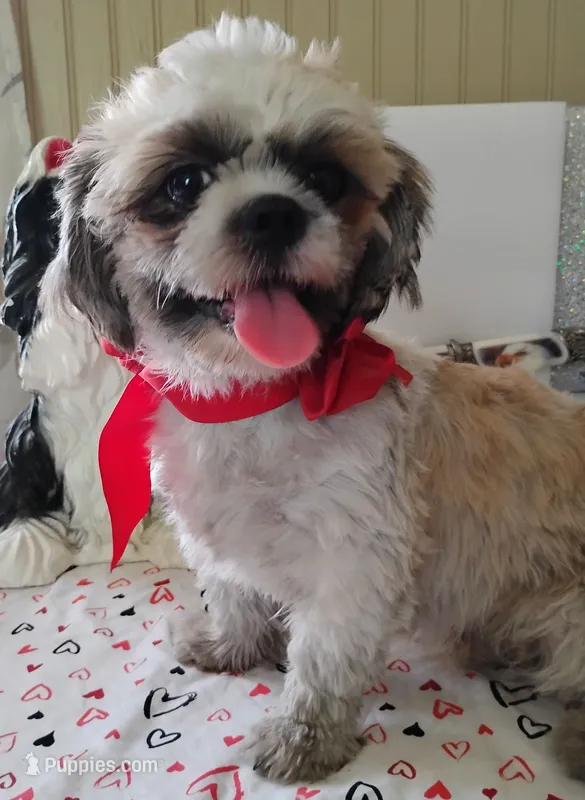 Puppy Zimba – Shih Tzu puppy for sale in Houston, TX