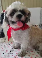 Puppy Zimba, a male Shih Tzu for sale in Houston, TX – 5 of 6