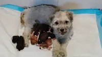 Havashu - Murdock, a male Havanese and Shih Tzu for sale in Houston, TX – 9 of 10