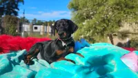 Ladylove, a female Doberman Pinscher for sale in Beaumont, TX – 8 of 10